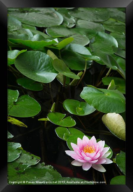 Water Lily in a Koi Pond Framed Print by Panas Wiwatpanachat