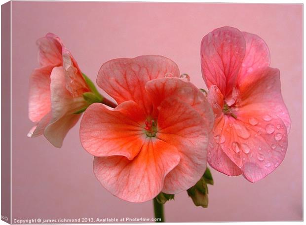 Pink Geranium Canvas Print by james richmond