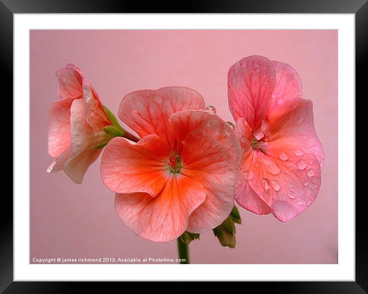 Pink Geranium Framed Mounted Print by james richmond