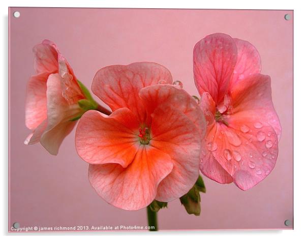 Pink Geranium Acrylic by james richmond