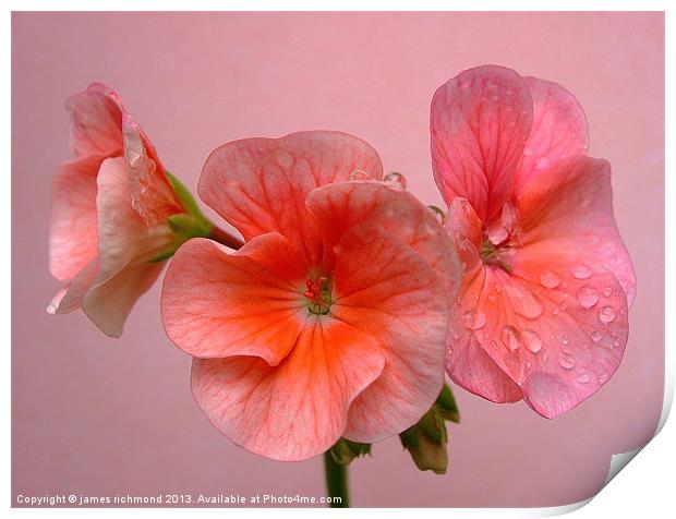 Pink Geranium Print by james richmond