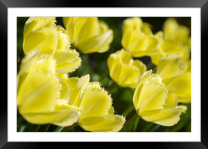 Frilly Tulips Framed Mounted Print by Mary Lane