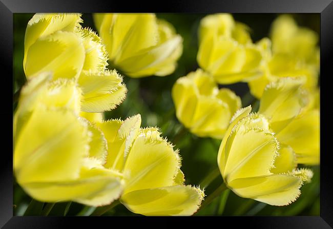 Frilly Tulips Framed Print by Mary Lane