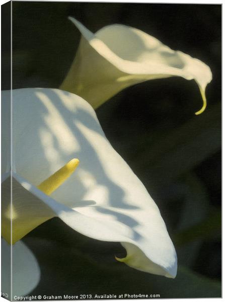 Arum lily Canvas Print by Graham Moore