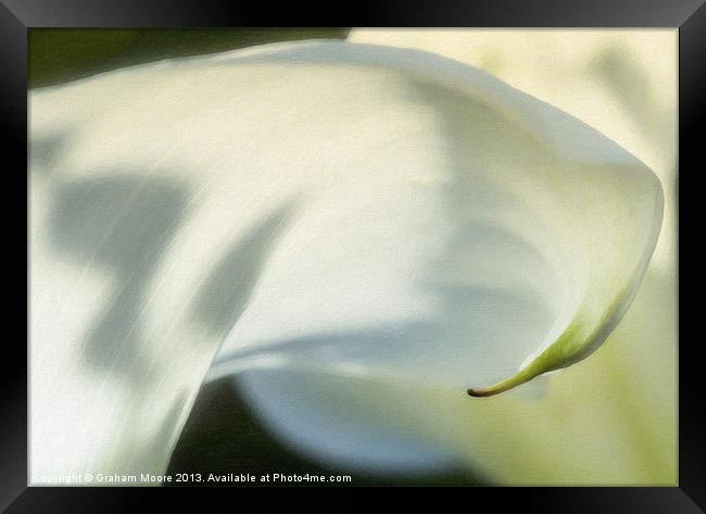 Arum lily Framed Print by Graham Moore