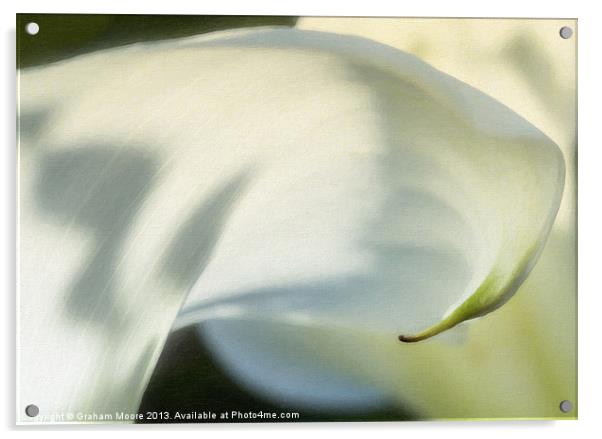 Arum lily Acrylic by Graham Moore