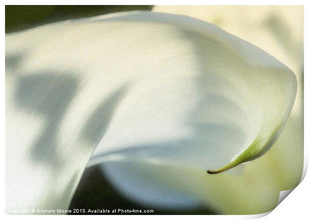 Arum lily Print by Graham Moore