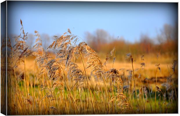 blowing in the wind Canvas Print by sue davies
