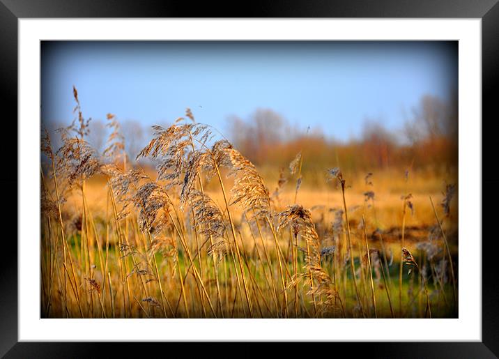 blowing in the wind Framed Mounted Print by sue davies