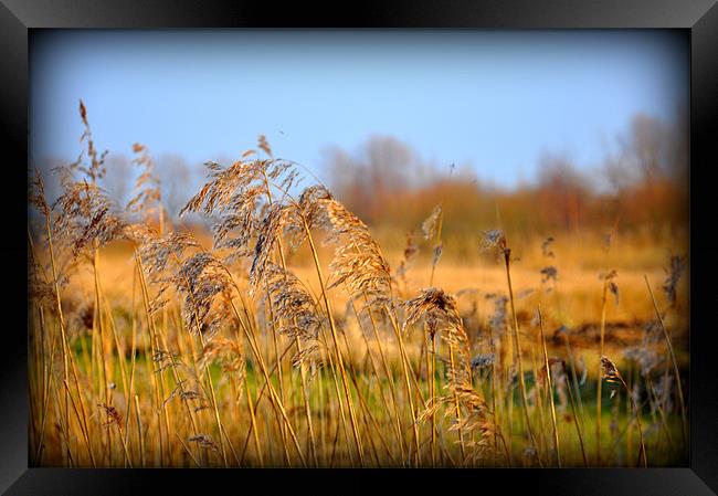 blowing in the wind Framed Print by sue davies