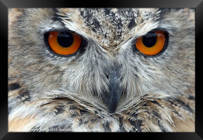 Eagle Owl Framed Print by Howard Corlett