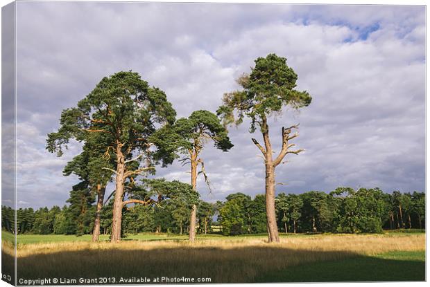 Evening light on Scots Pine trees (Pinus sylvestri Canvas Print by Liam Grant