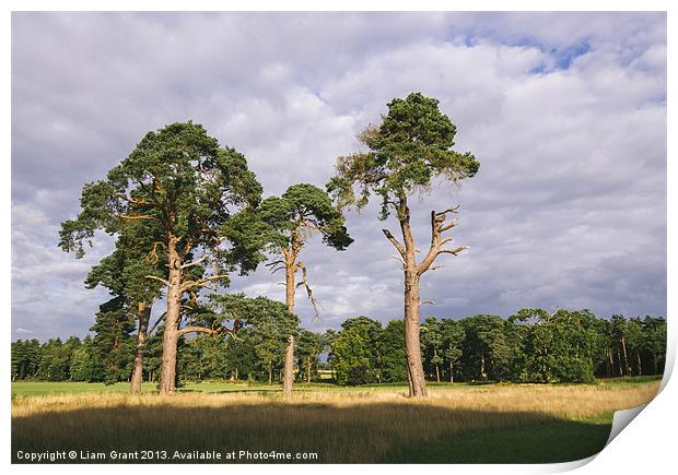 Evening light on Scots Pine trees (Pinus sylvestri Print by Liam Grant