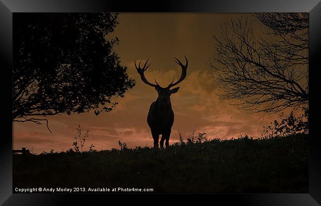 Stag Night Framed Print by Andy Morley