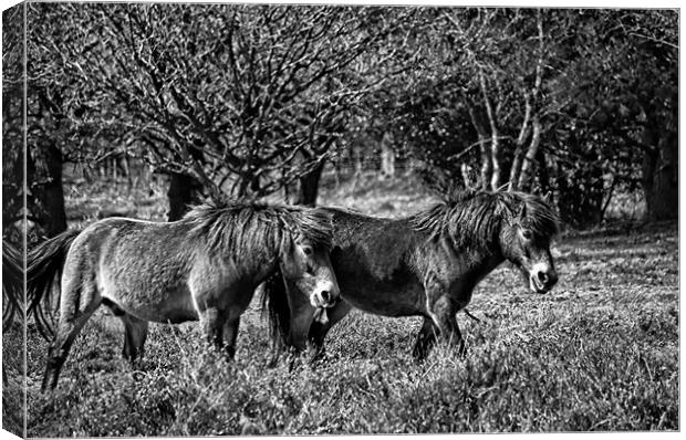 Wild ponies of Hindhead Canvas Print by Andrew Stephen