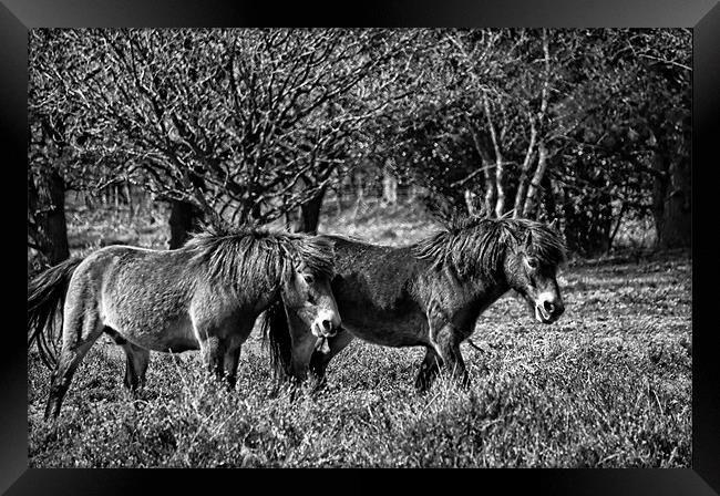 Wild ponies of Hindhead Framed Print by Andrew Stephen