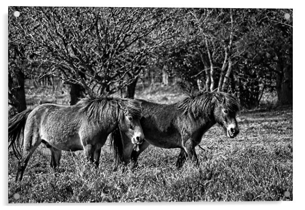 Wild ponies of Hindhead Acrylic by Andrew Stephen