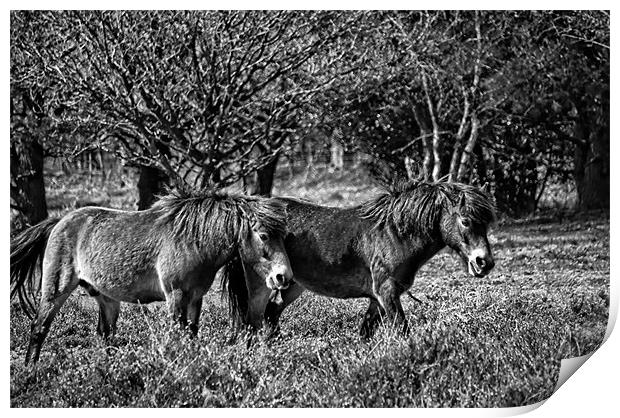 Wild ponies of Hindhead Print by Andrew Stephen