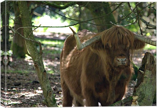 Highland cattle of Hindhead Canvas Print by Andrew Stephen