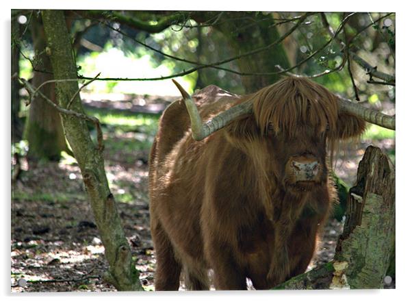 Highland cattle of Hindhead Acrylic by Andrew Stephen