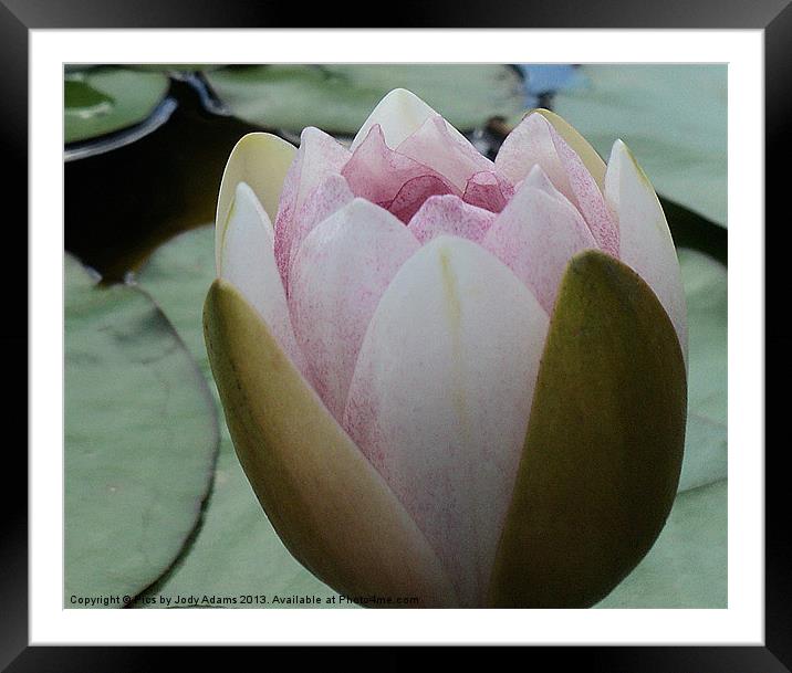 Purple Small Lily Framed Mounted Print by Pics by Jody Adams