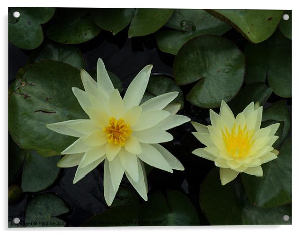 Two White Yellow Lillys Acrylic by Pics by Jody Adams