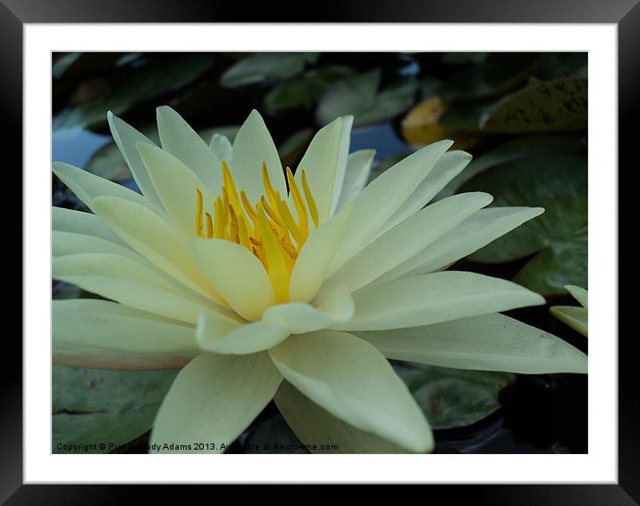 White Lily Framed Mounted Print by Pics by Jody Adams
