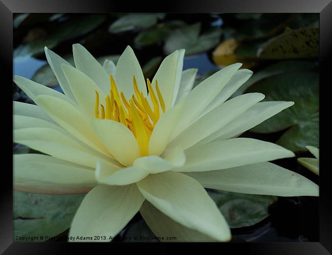 White Lily Framed Print by Pics by Jody Adams