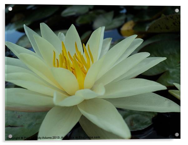White Lily Acrylic by Pics by Jody Adams