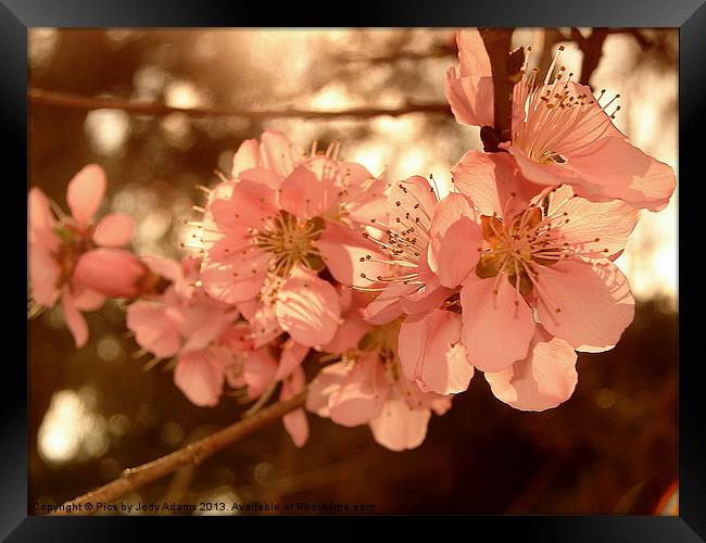 Peach Blossoms Framed Print by Pics by Jody Adams