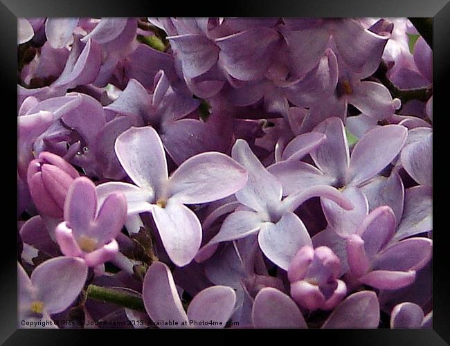 Lilacs Framed Print by Pics by Jody Adams