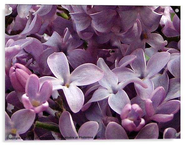 Lilacs Acrylic by Pics by Jody Adams