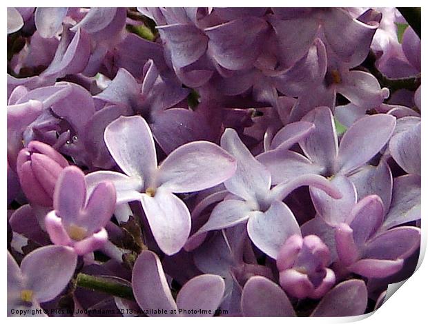 Lilacs Print by Pics by Jody Adams