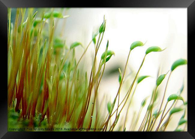 Moss Framed Print by Pics by Jody Adams