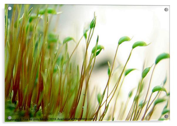 Moss Acrylic by Pics by Jody Adams