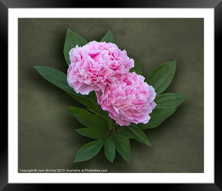Pink Peonies Framed Mounted Print by Jane McIlroy