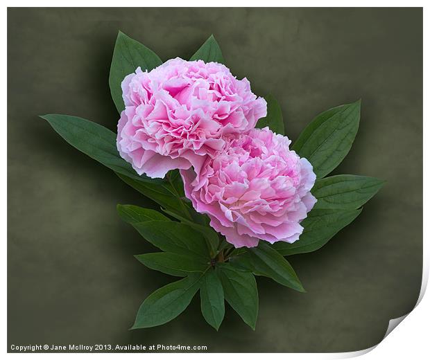 Pink Peonies Print by Jane McIlroy