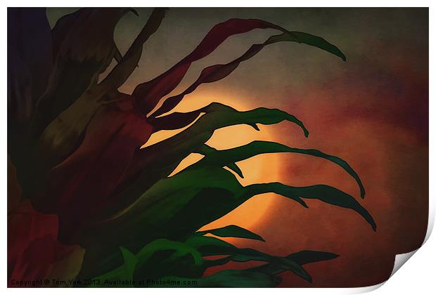 LEAVES IN THE SUN Print by Tom York
