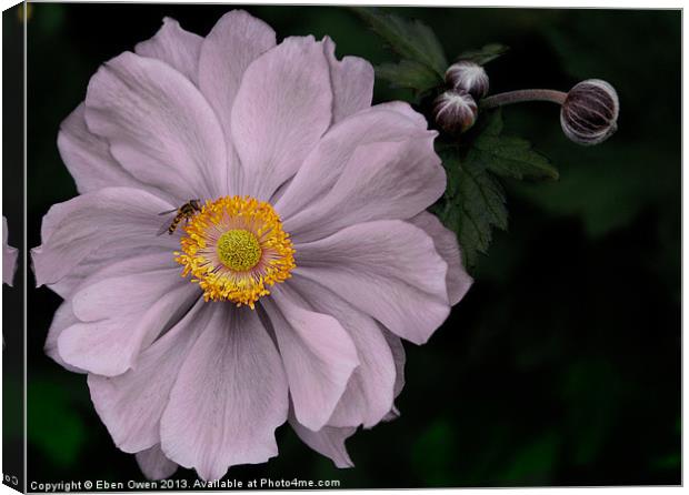 Paeonia and Pal Canvas Print by Eben Owen