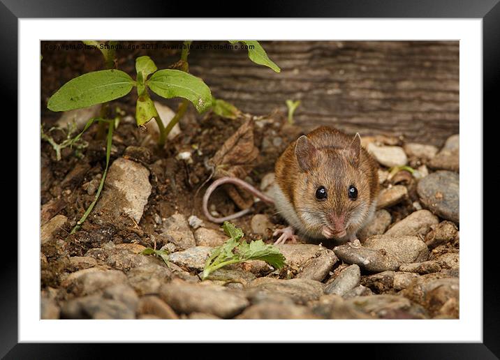 Field mouse Framed Mounted Print by Izzy Standbridge