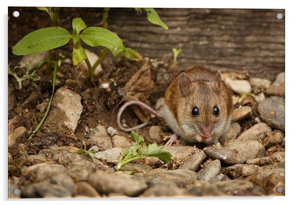 Field mouse Acrylic by Izzy Standbridge