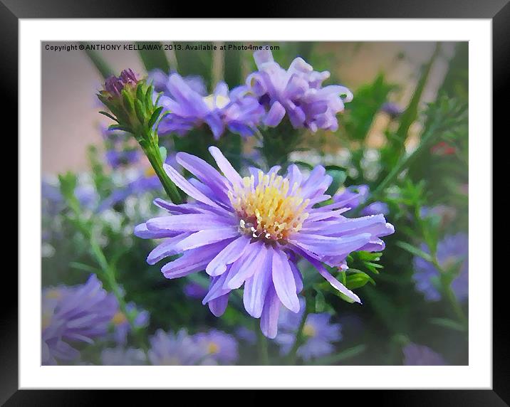 LILAC MICHAELMAS DAISY OIL PAINTING Framed Mounted Print by Anthony Kellaway