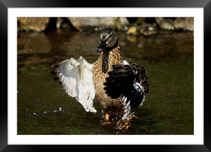bathing duck Framed Mounted Print by darren  carter