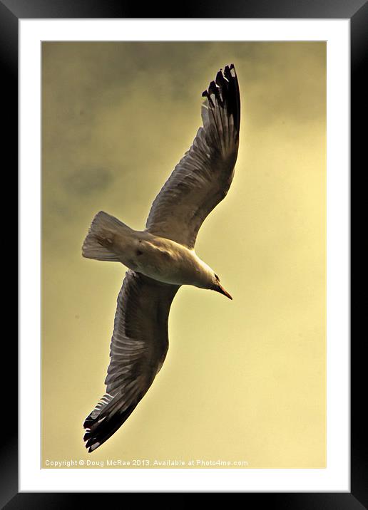 Gull Framed Mounted Print by Doug McRae