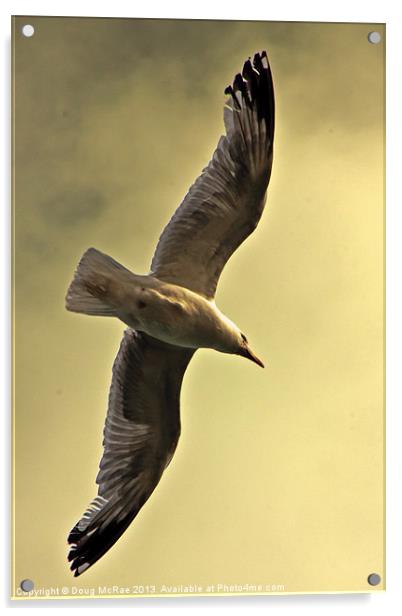 Gull Acrylic by Doug McRae