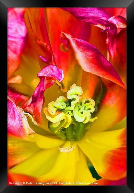 Tulip close up Framed Print by Pete Hemington