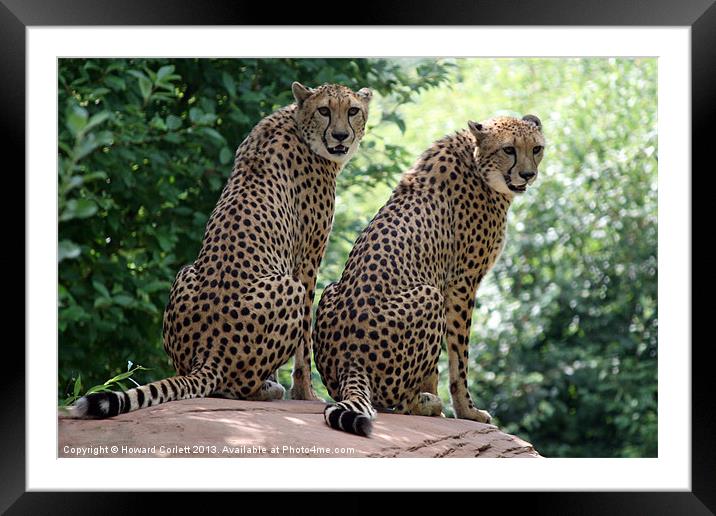 Cheetahs Framed Mounted Print by Howard Corlett