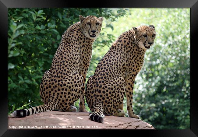 Cheetahs Framed Print by Howard Corlett