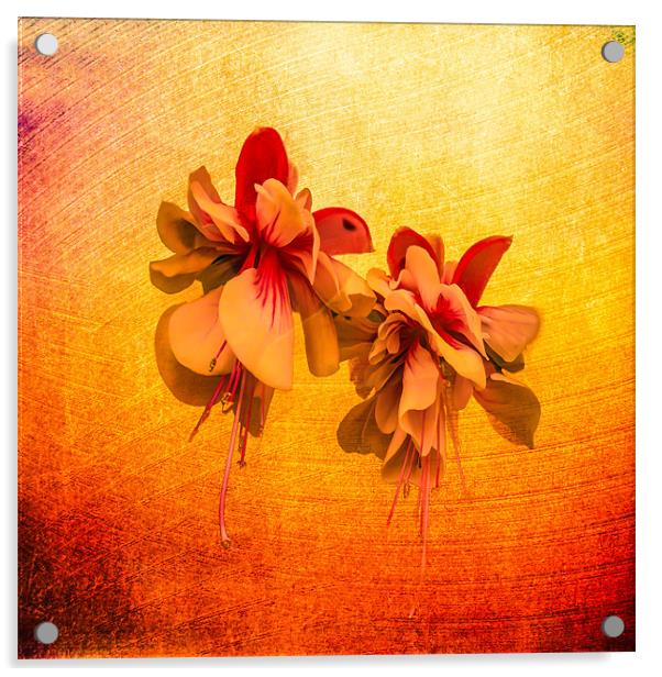Little Flower Acrylic by Matthew Laming