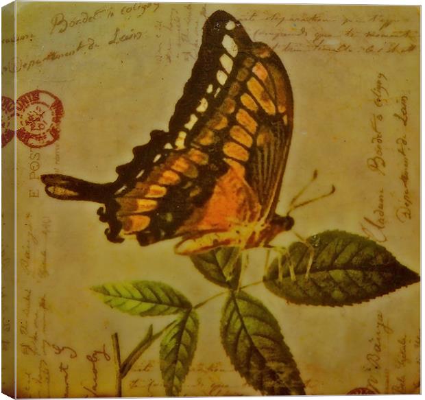 Arty Butterfly Canvas Print by Sue Bottomley